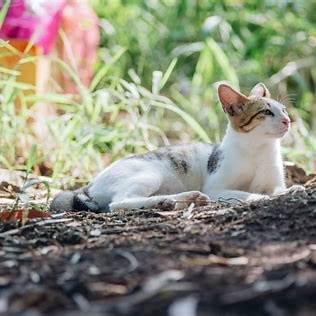 Sommerhitze bei Katzen