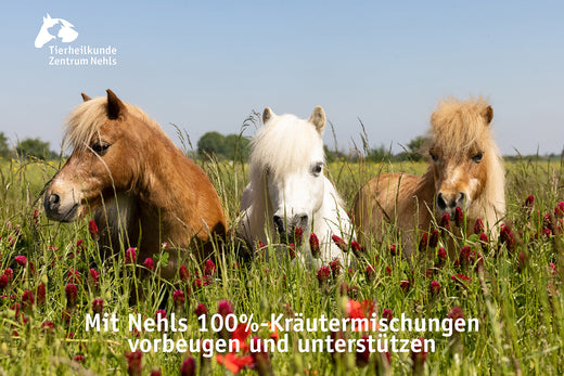 Individuelle Kräuter für Pferde 