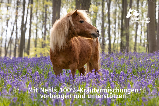 Mineralstoffe, Spurenelemente & Vitamine für unsere Pferde 