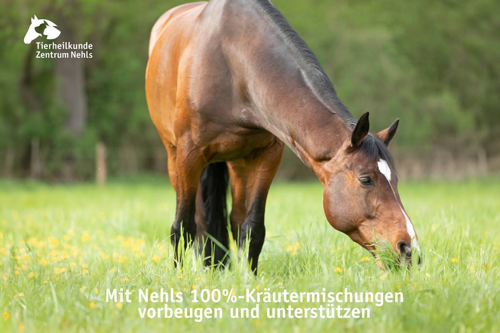 Welche Obst und Gemüse Pferde und Ponys fressen