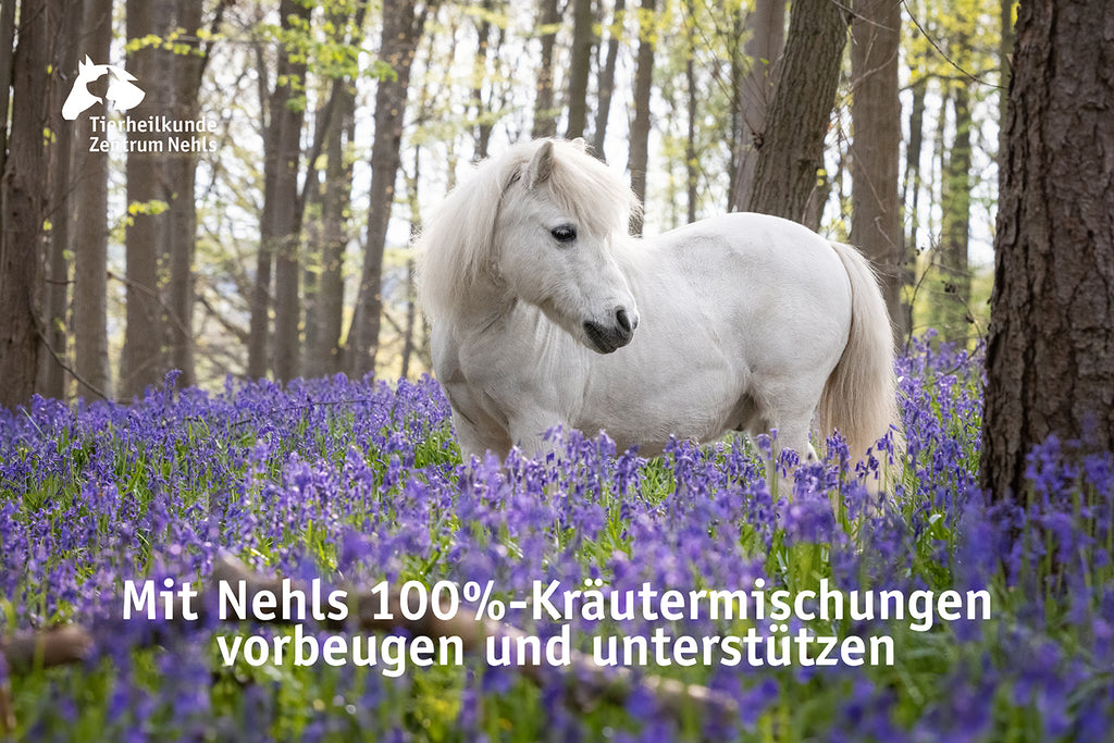 Fütterung von Ponys