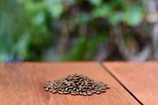 Kümmel (Carum carvi) – Pflanzenkunde, Inhaltsstoffe & Einordnung für Pferd, Hund und Katze