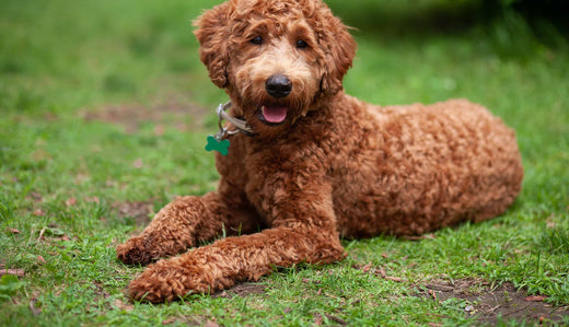 Labradoodle: Wenn Herz, Fell und Verstand ineinander greifen