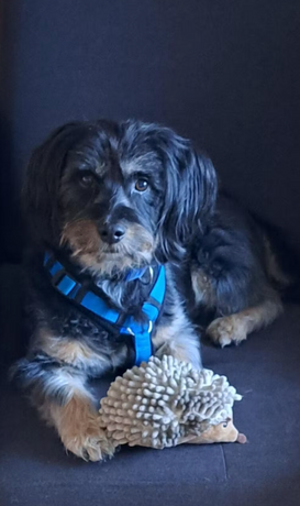 Erfahrungsbericht: Leo liebt seit 10 Jahren Nehls Nassfutter 