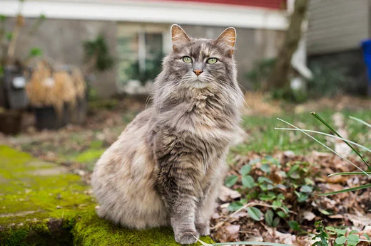 Die Maine Coon – Ein Herz aus Wildnis und Zärtlichkeit