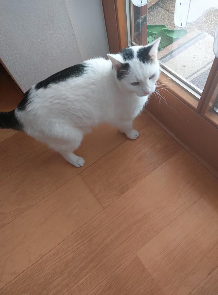 Erfahrungsbericht: Kater Max hatte Struvidsteine