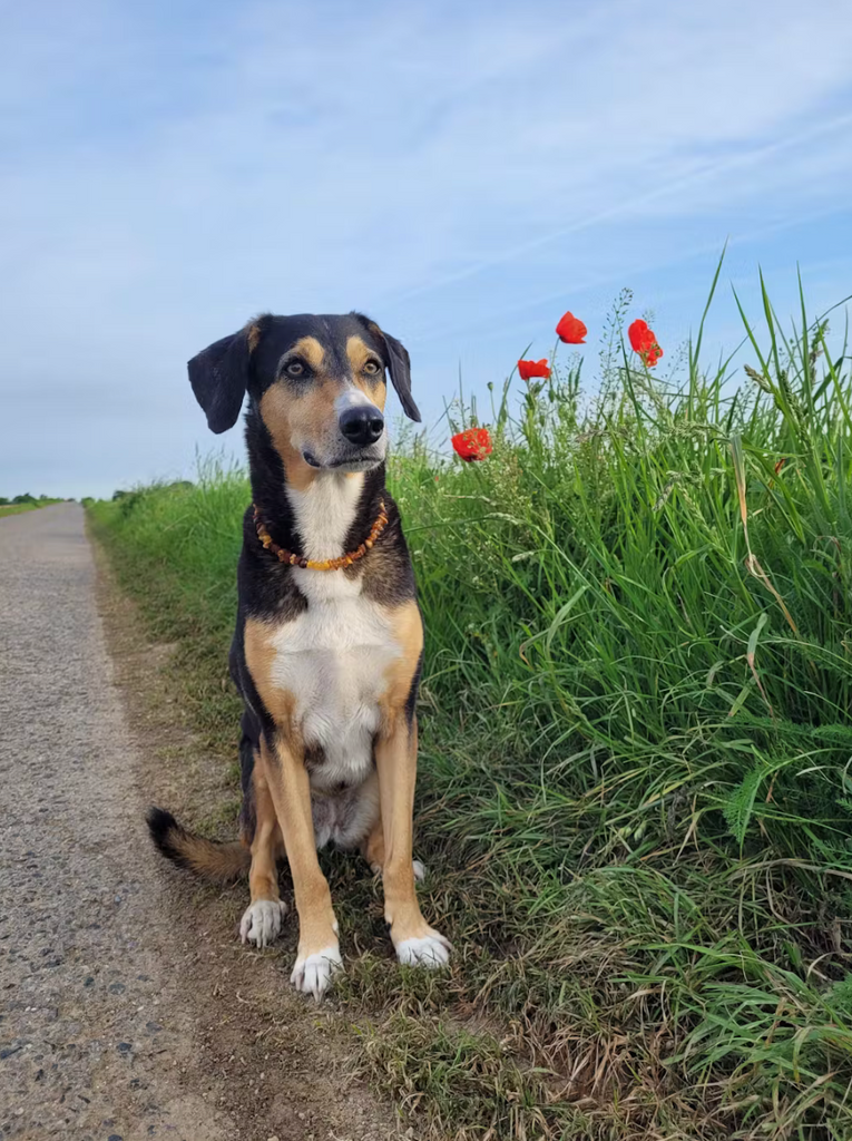 Erfahrungsbericht: Melanies Hündin Mori und die Nehls Haaranalyse