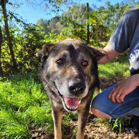 Mittelmeerkrankheiten bei adoptierten Hunden