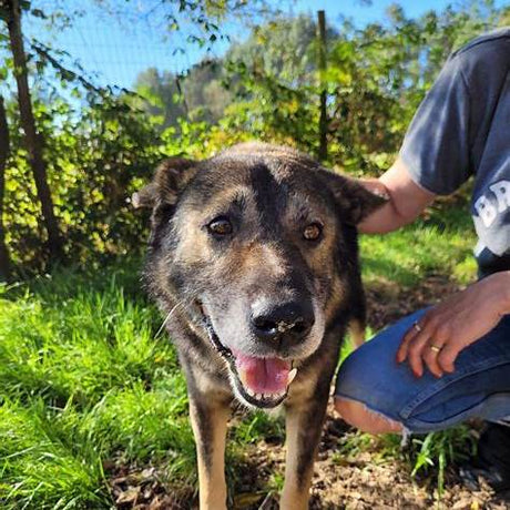 Mittelmeerkrankheiten bei adoptierten Hunden