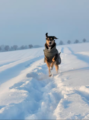 Erfahrungsbericht: Mori - gesund und fröhlich mit den Nassfuttern von Nehls 