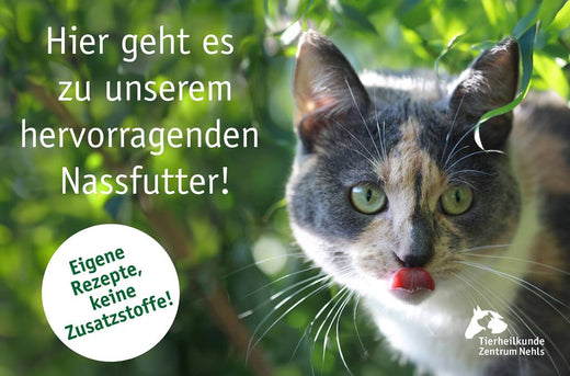 Futterumstellung bei Katzen