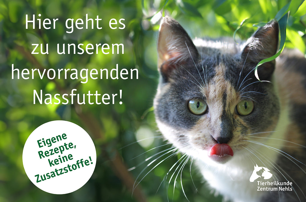 Dicke, übergewichtige Katzen