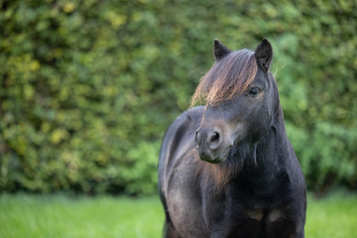 Hufrehe bei trächtigen und laktierenden Stuten