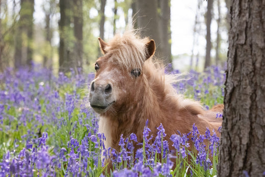 Hufrehe - Das müssen Sie wissen! All unsere Erfahrung steht hier zusammengefasst. 