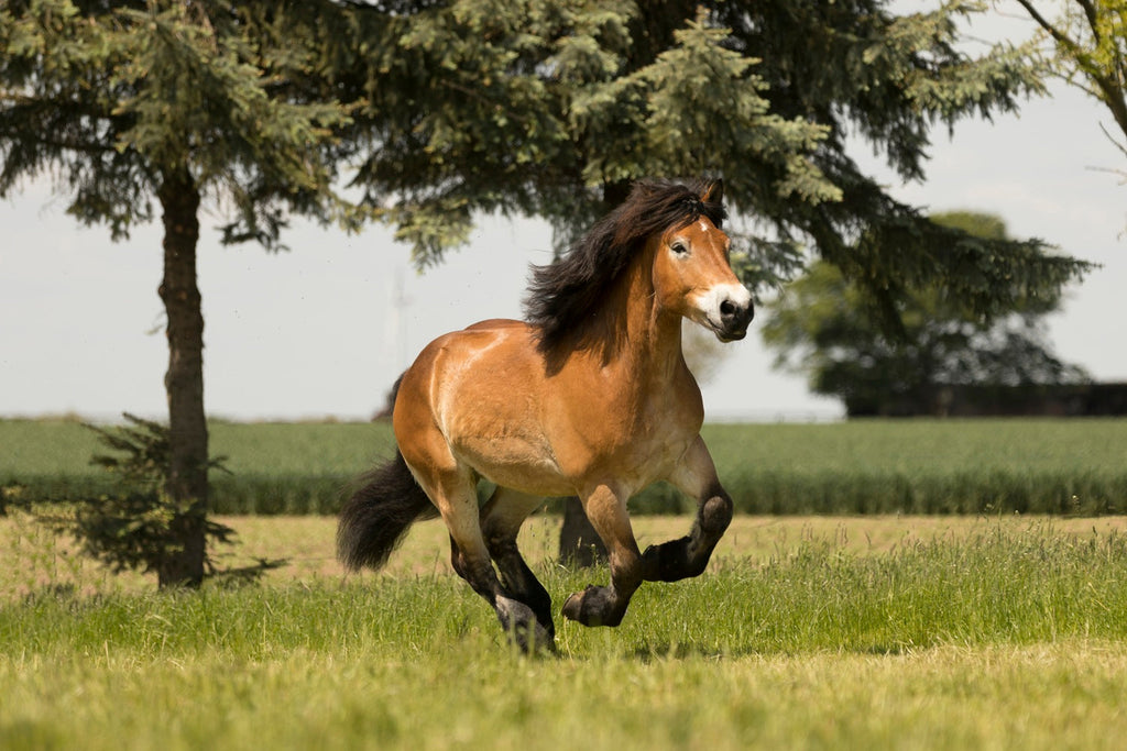 Hufrehe und Huflederhautentzündung