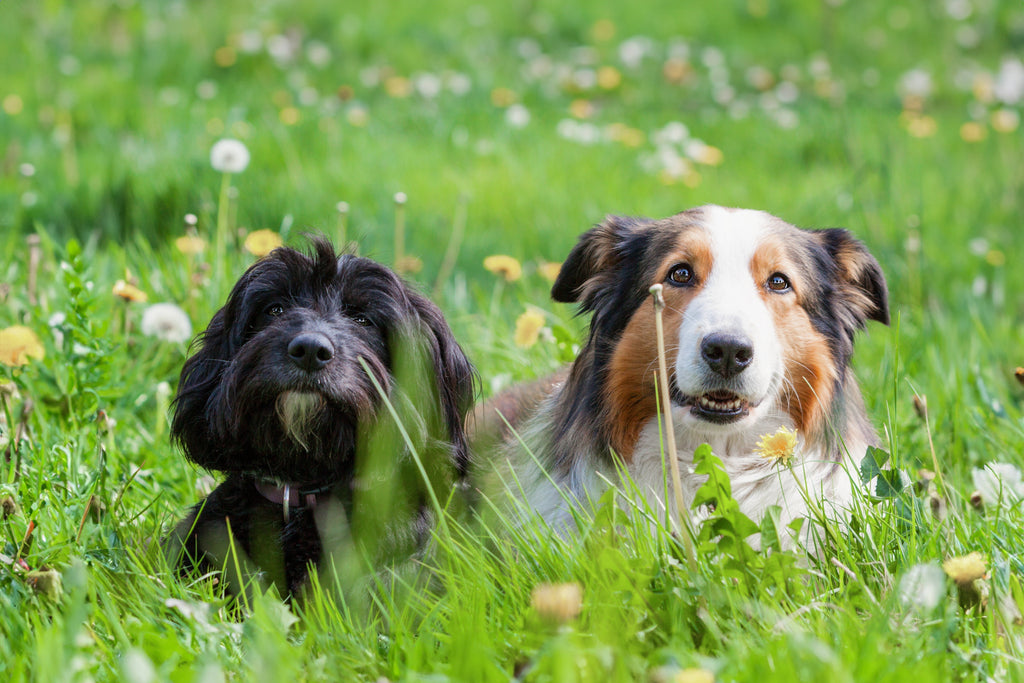 Alte Hunde