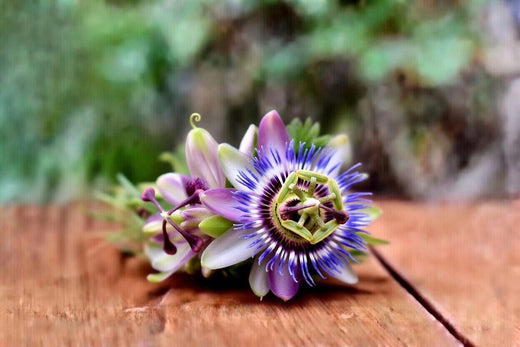 Passionsblume (Passiflora incarnata) – Pflanzenkunde, Inhaltsstoffe & Einordnung für Pferd, Hund und Katze