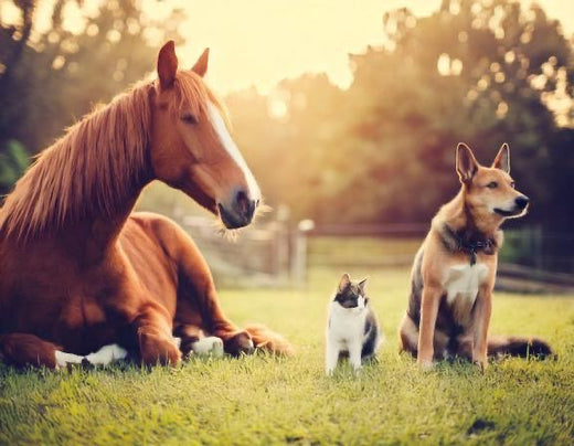 Homöopathie Pferd, Hund, Katze und weitere Tiere