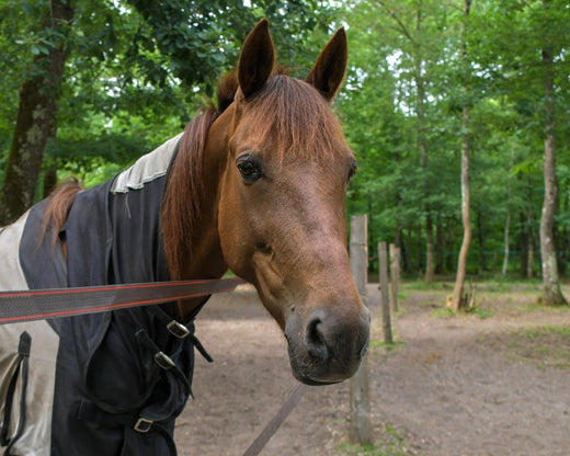 Erfahrungsbericht: Husten bei Sunny 