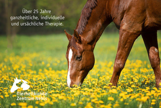 Obst, Früchte, Gemüse und Körner, Nüsse & Saaten für Pferde, Ponys und Esel