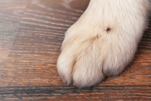 Parasiten beim Hund