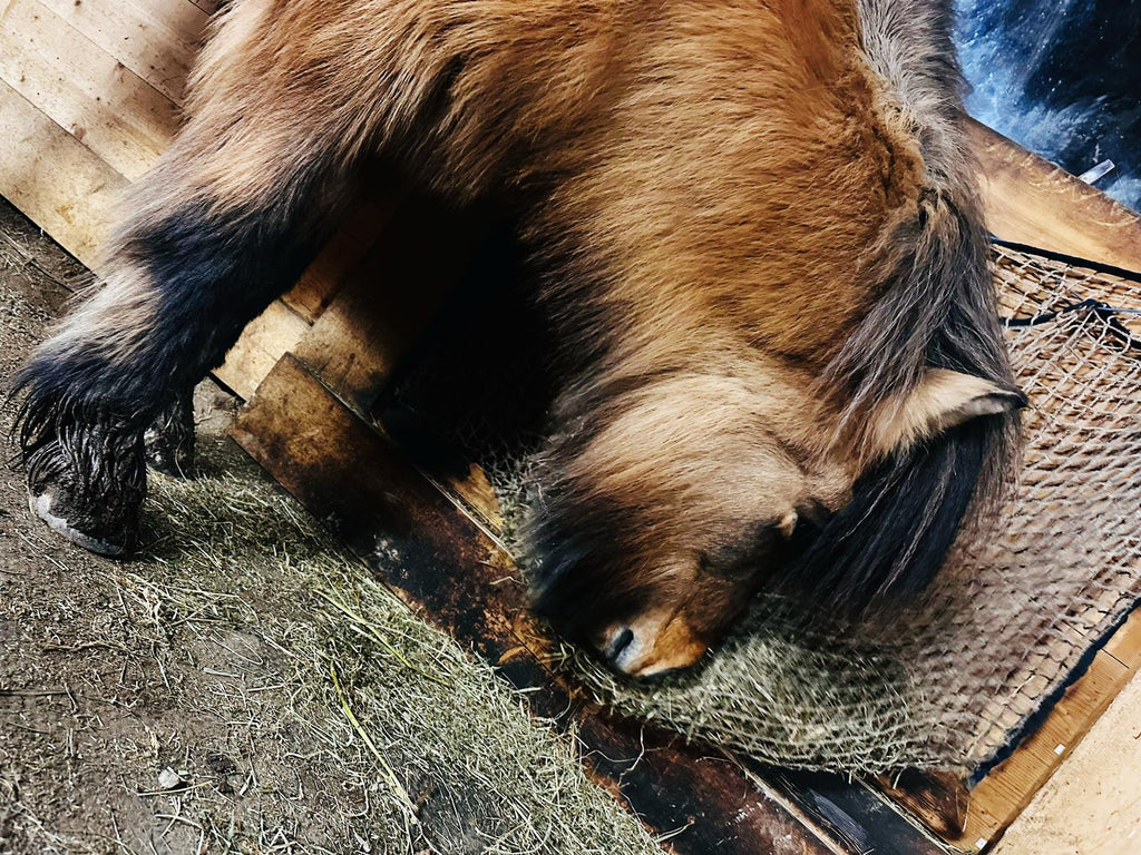 Erfahrungsbericht: Fellwechselprobleme bei Pony Stefna in Schweden