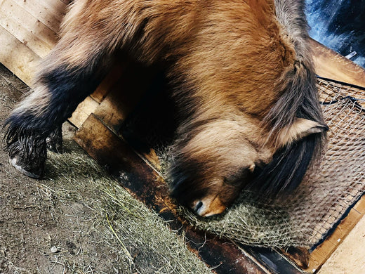 Erfahrungsbericht: Fellwechselprobleme bei Pony Stefna in Schweden 