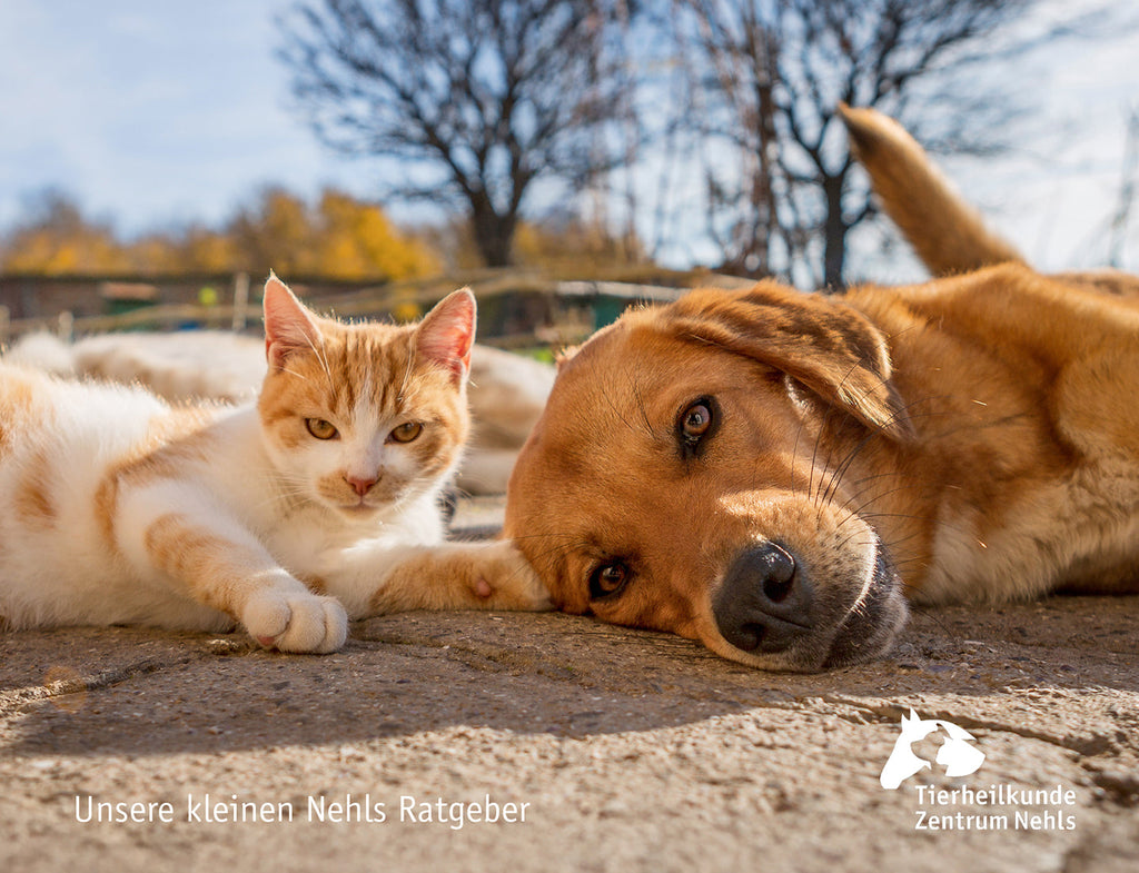 Zahngesundheit bei Katze und Hund