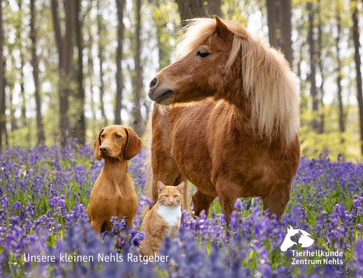 Cushing-Syndrom beim Hund – wenn der Hormonhaushalt aus dem Gleichgewicht gerät 