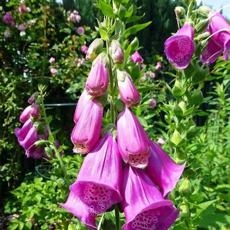 Giftpflanzen in Garten und Natur für den Hund 