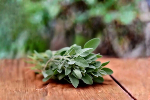 Salbei (Salvia officinalis) – Pflanzenkunde, Inhaltsstoffe & Einordnung für Pferd, Hund und Katze