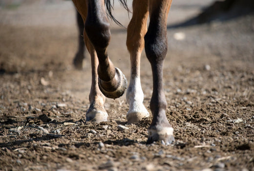 Spat beim Pferd