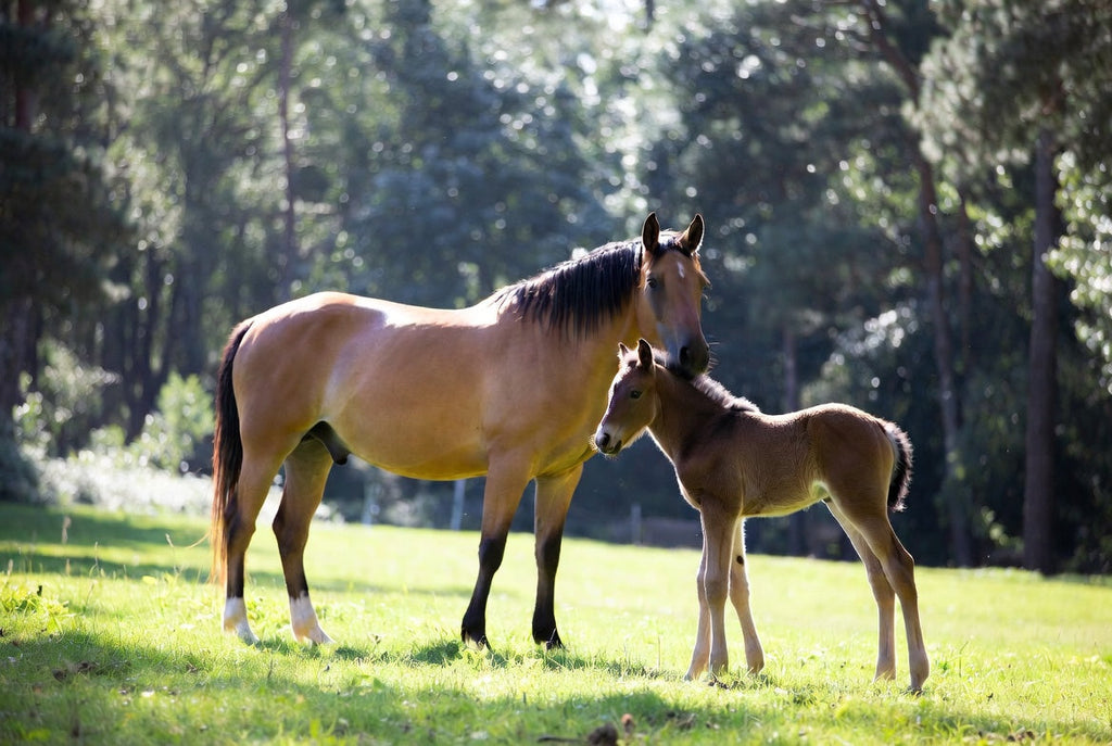 Hufrehe bei trächtigen und laktierenden Stuten
