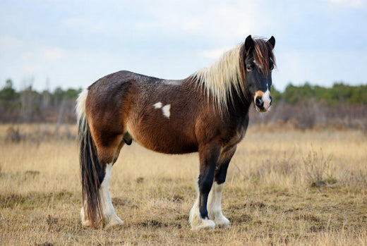 Fütterung bei Hufrehe
