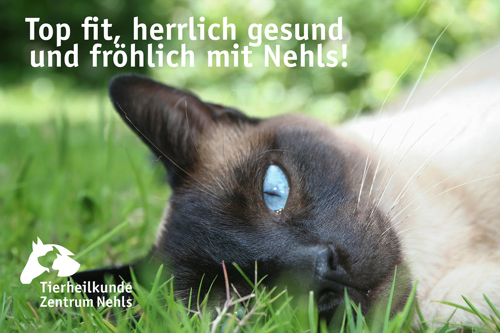 Dünne, untergwichtige Katzen