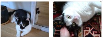 Zwischenbericht: Katze Tapsi und Kater Skadi 