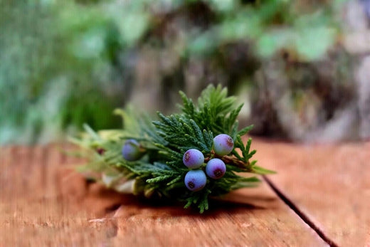 Wacholder (Juniperus communis) – Pflanzenkunde, Inhaltsstoffe & Einordnung für Pferd, Hund und Katze