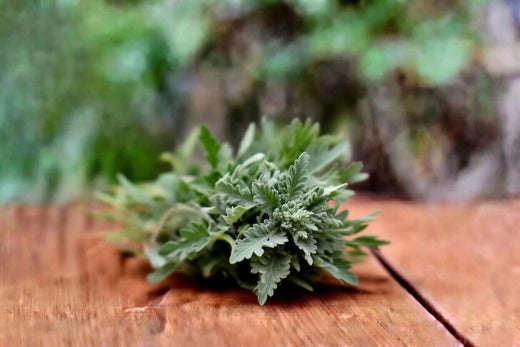 Wermut (Artemisia absinthium) – Pflanzenkunde, Inhaltsstoffe & Einordnung für Pferd, Hund und Katze