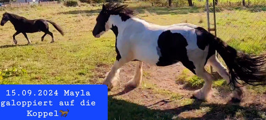 Erfahrungsbericht: Hufrehe bei Tinker Mayla: Heilung mit THZ Therapie 