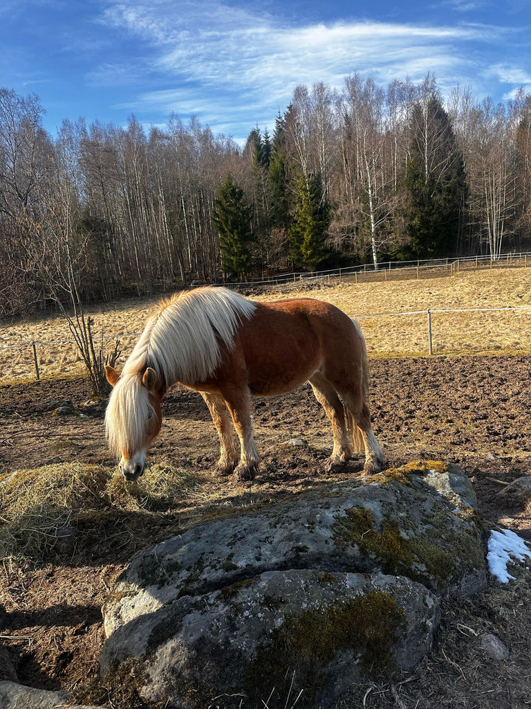 Erfahrungsbericht: Atemwegserkrankung bei Stute Flinga aus Schweden
