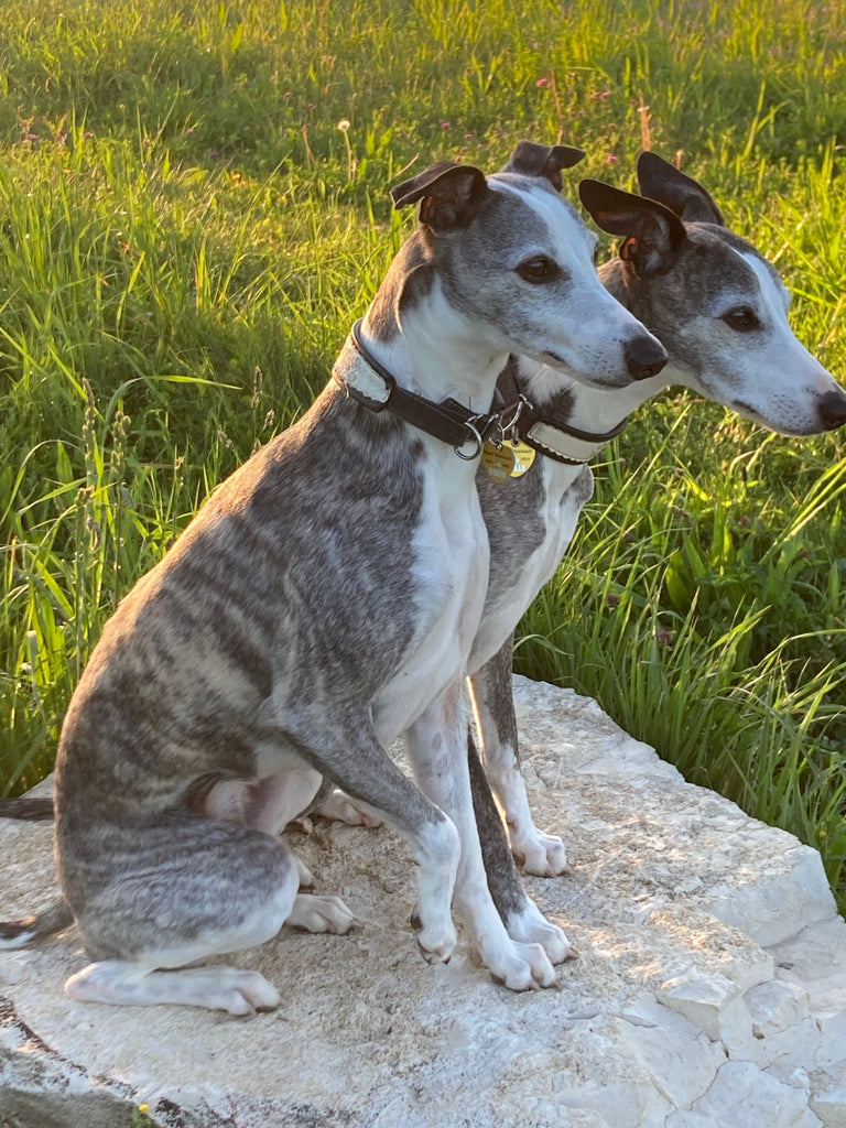 Erfahrungsbericht: Whippets Cody und Milo geht es nach Futterumstellung von Barf zu Nehls blendend