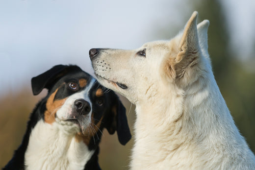 Dicke, übergewichtige Hunde