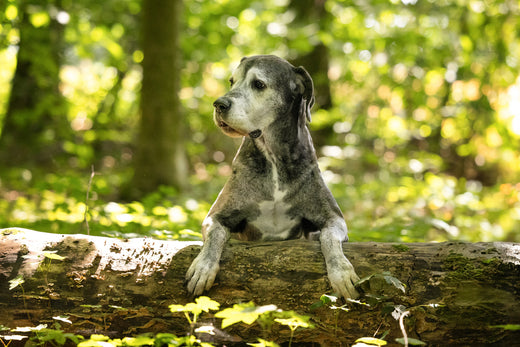 Futtermittelallergie: Grundlagen bei Hunden