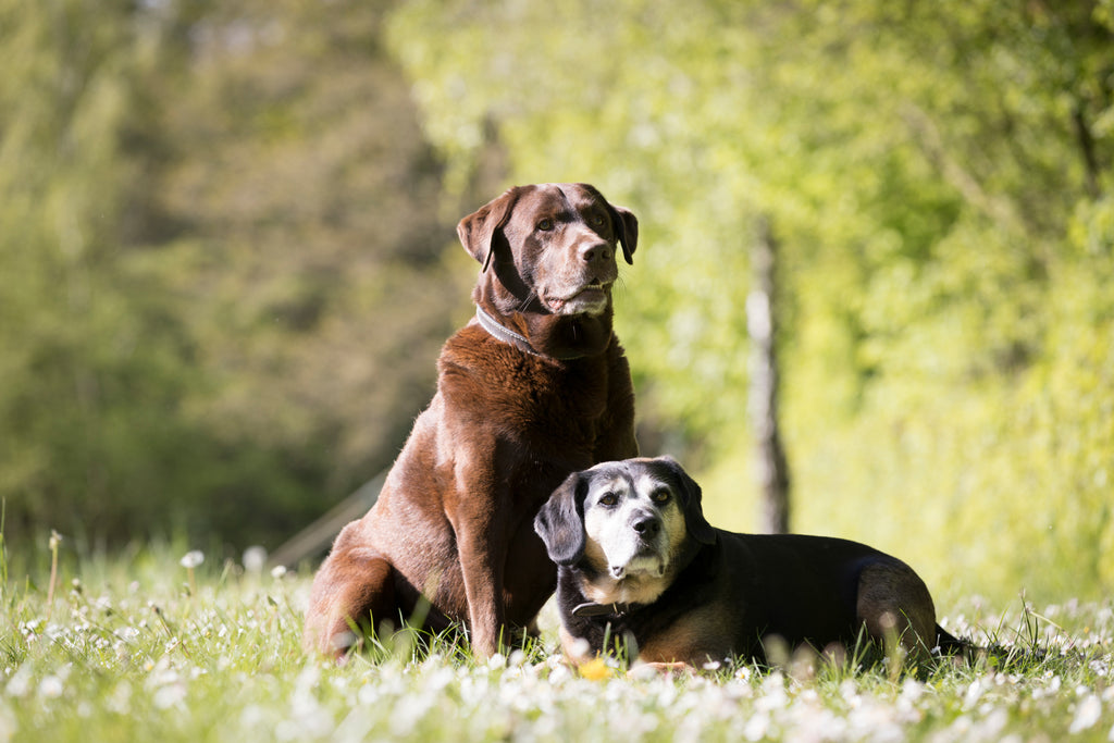 Cushing, Morbus Cushing und ECS bei Hunden