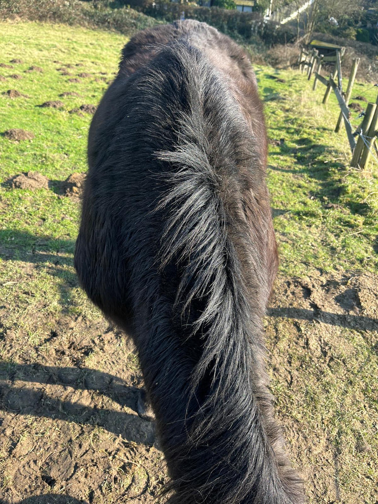 Juckreiz bei Pony Blacky
