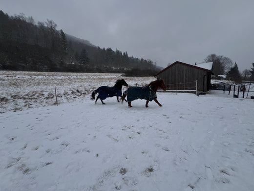 Erfahrungsbericht: Haflinger-Quarter Mix Jimmy 