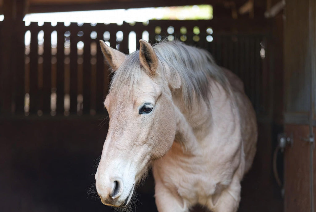 Futtermittelallergie bei Pferden