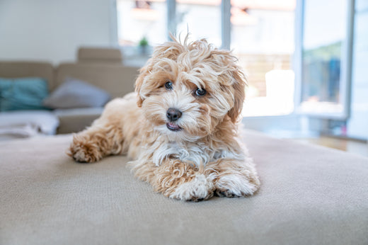 Maltipoo: Wenn Sanftmut und Lebendigkeit sich die Pfote reiche