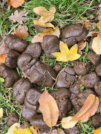 Hohe Gefahr für Hunde durch Pferdeäpfel nach der Wurmkur bei Pferden