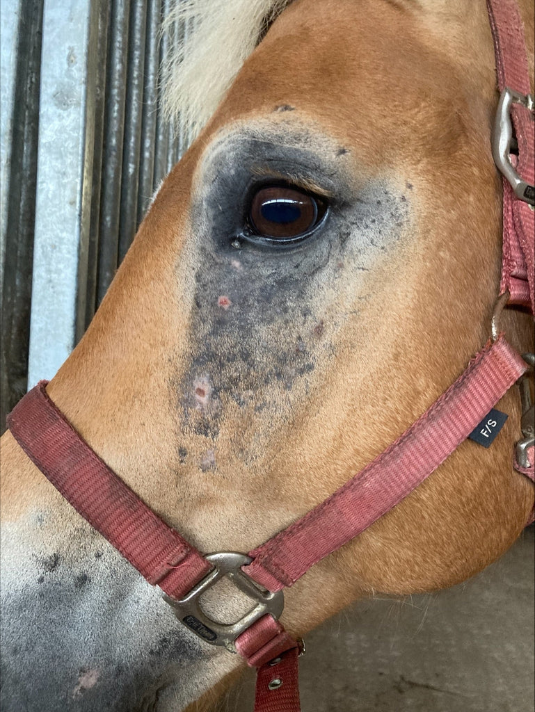 Erfahrungsbericht: Haflinger Amigo mit Ekzem